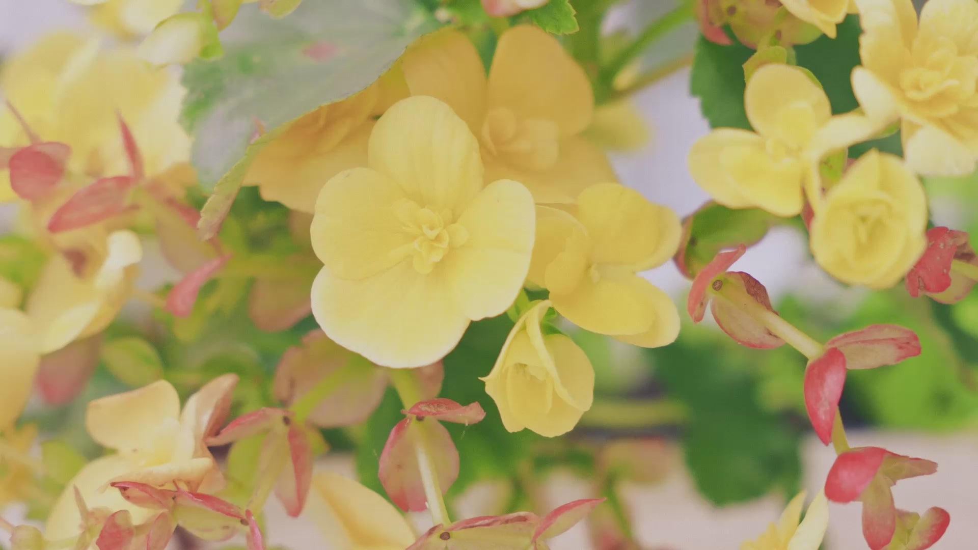 Load video: jenan mcclain brand story about the fine art and fashion brand